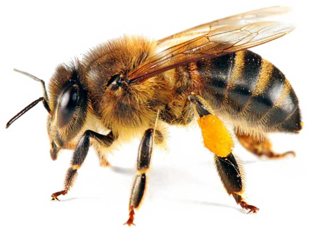Bee Transparent